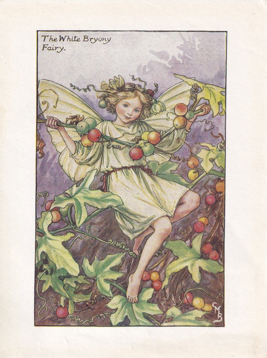 c. 1930 FLOWER FAIRY Print - The White Bryony Fairy - Flower Fairy Wall Art - Flower Fairy Art - 93 Years Old - 5.5 x 4 Inches