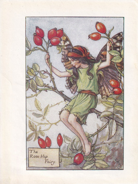 c. 1930 FLOWER FAIRY Print - The Rose Hip Fairy - Flower Fairy Wall Art - Flower Fairy Art - 93 Years Old - 5.5 x 4 Inches