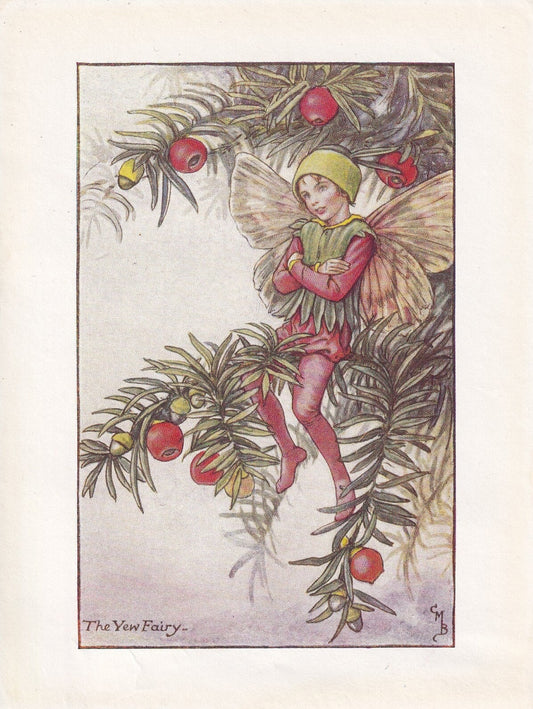 c. 1930 FLOWER FAIRY Print - The Yew Fairy - Flower Fairy Wall Art - Flower Fairy Art - 93 Years Old - 5.5 x 4 Inches