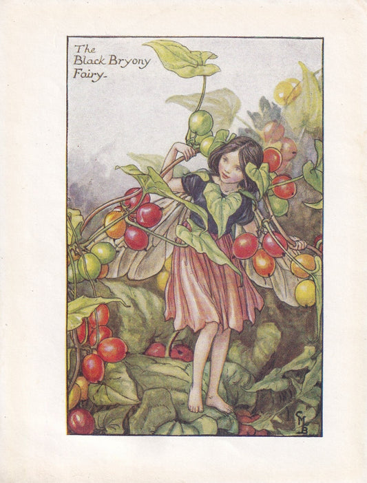 c. 1930 FLOWER FAIRY Print - The Black Bryony Fairy - Flower Fairy Wall Art - Flower Fairy Art - 93 Years Old - 5.5 x 4 Inches