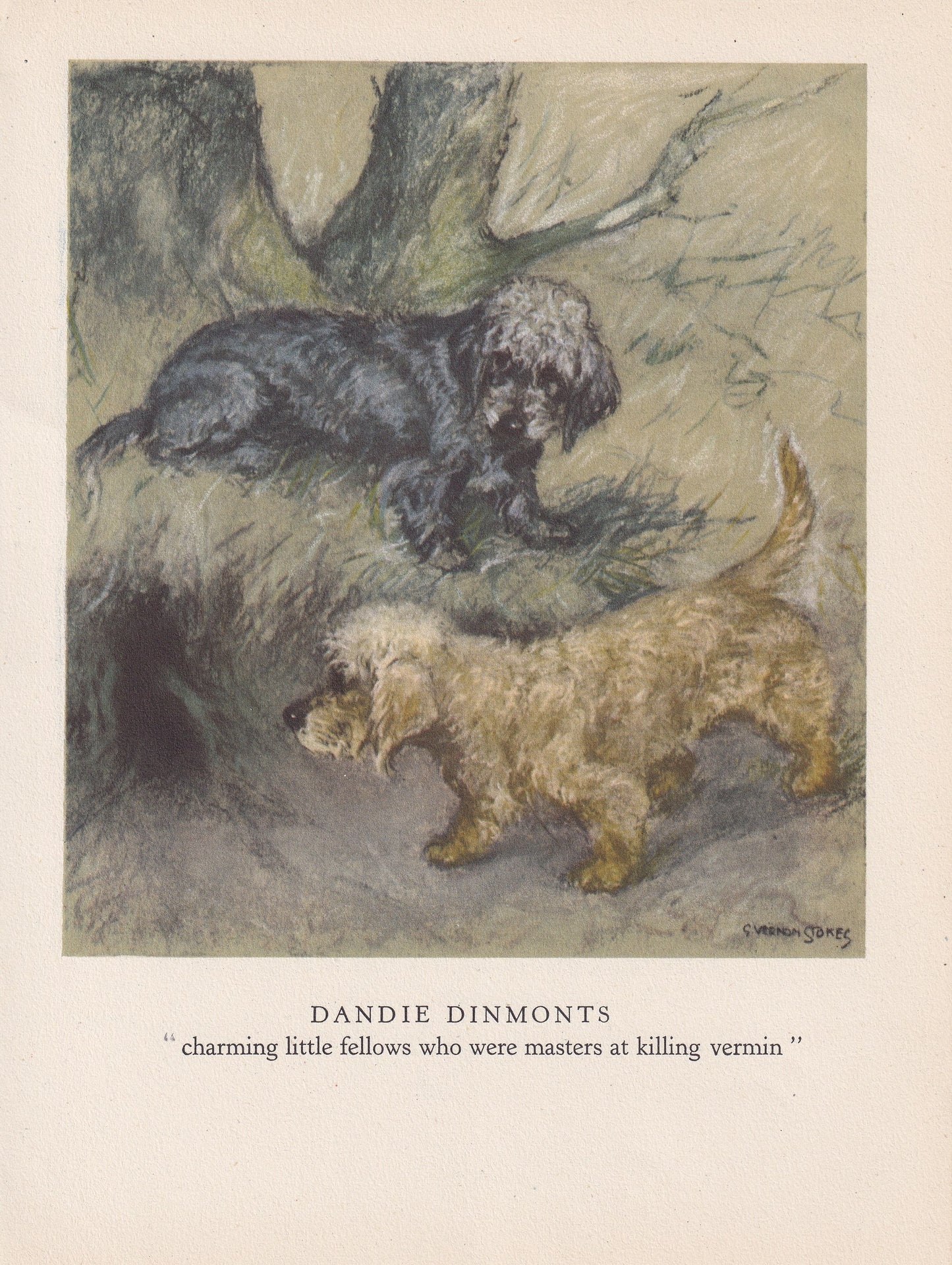 1947 DANDIE DINMONT DOG Print - Original Antique Dog Print - Vernon Stokes - Dog Wall Art - Dog Gift - 9.5 x 7.15 Inches