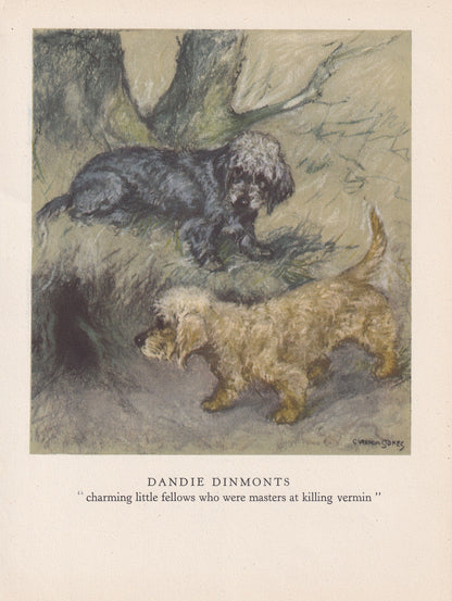 1947 DANDIE DINMONT DOG Print - Original Antique Dog Print - Vernon Stokes - Dog Wall Art - Dog Gift - 9.5 x 7.15 Inches