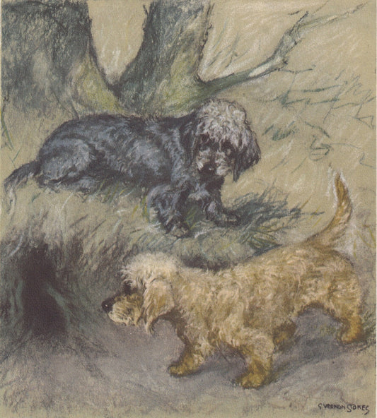1947 DANDIE DINMONT DOG Print - Original Antique Dog Print - Vernon Stokes - Dog Wall Art - Dog Gift - 9.5 x 7.15 Inches