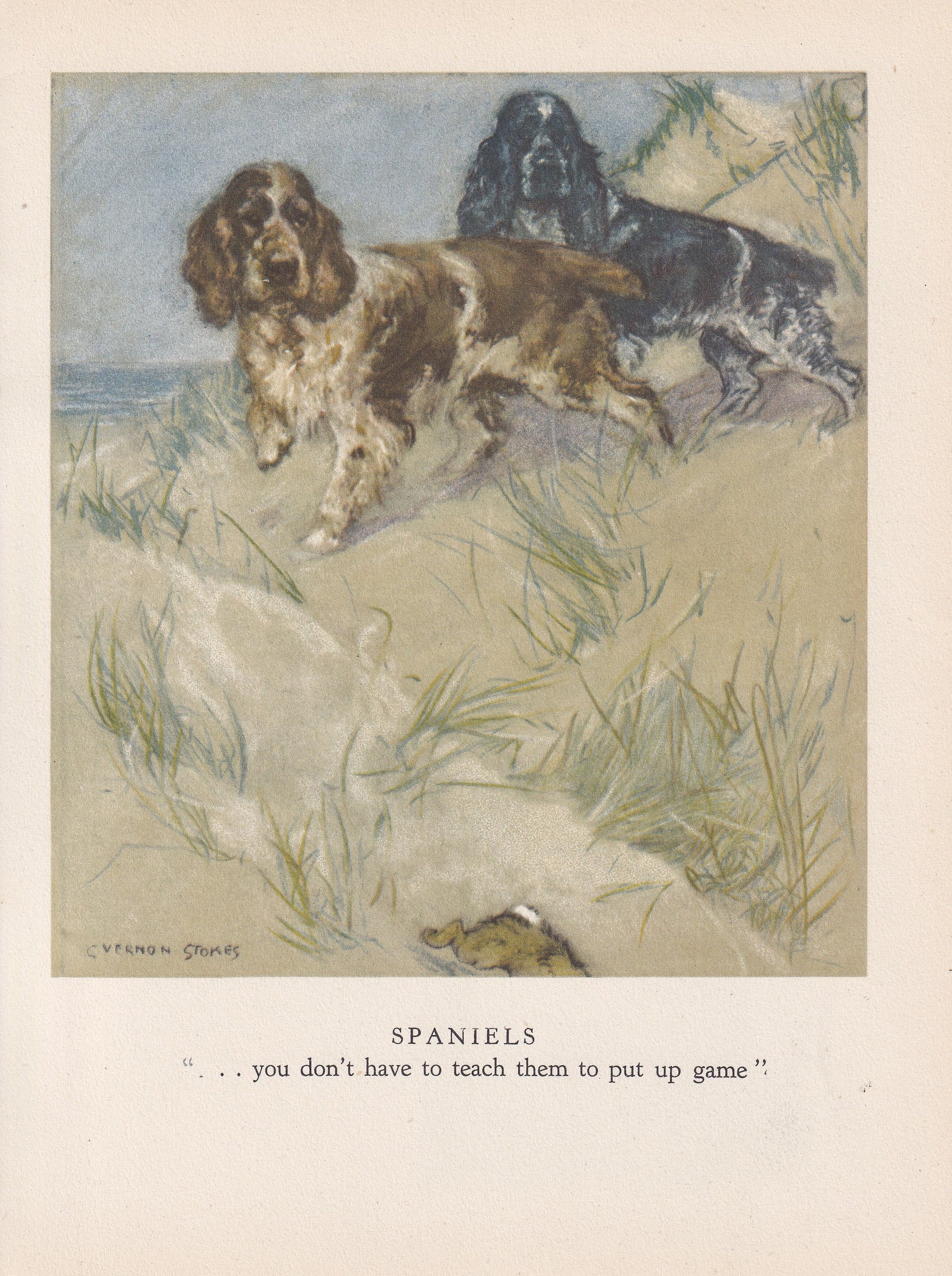 1947 SPANIEL DOG Print - Original Antique Dog Print - Vernon Stokes - Dog Wall Art - Dog Gift - 9.5 x 7.15 Inches