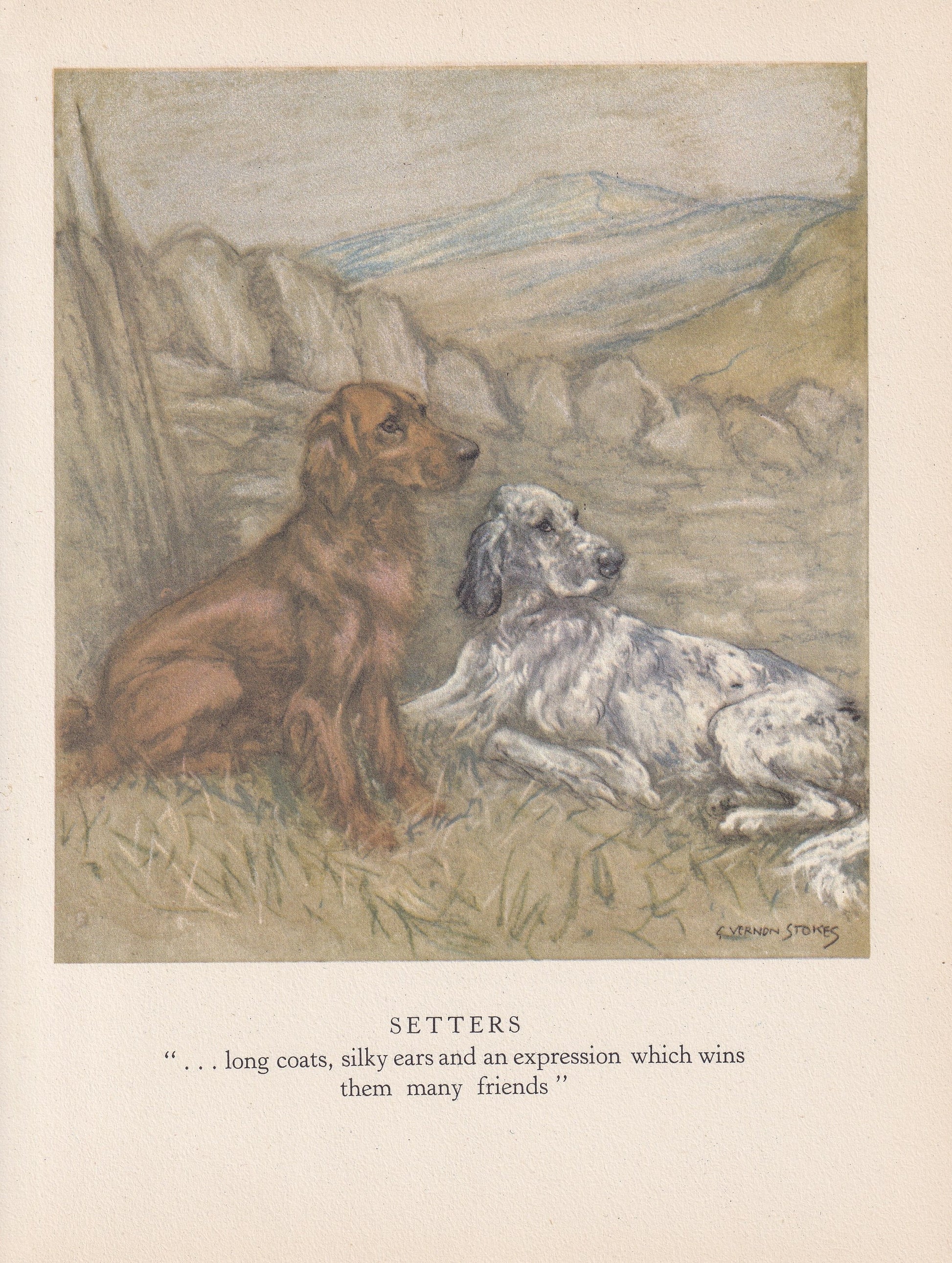 1947 SETTER DOG Print - Original Antique Dog Print - Vernon Stokes - Dog Wall Art - Dog Gift - 9.5 x 7.15 Inches