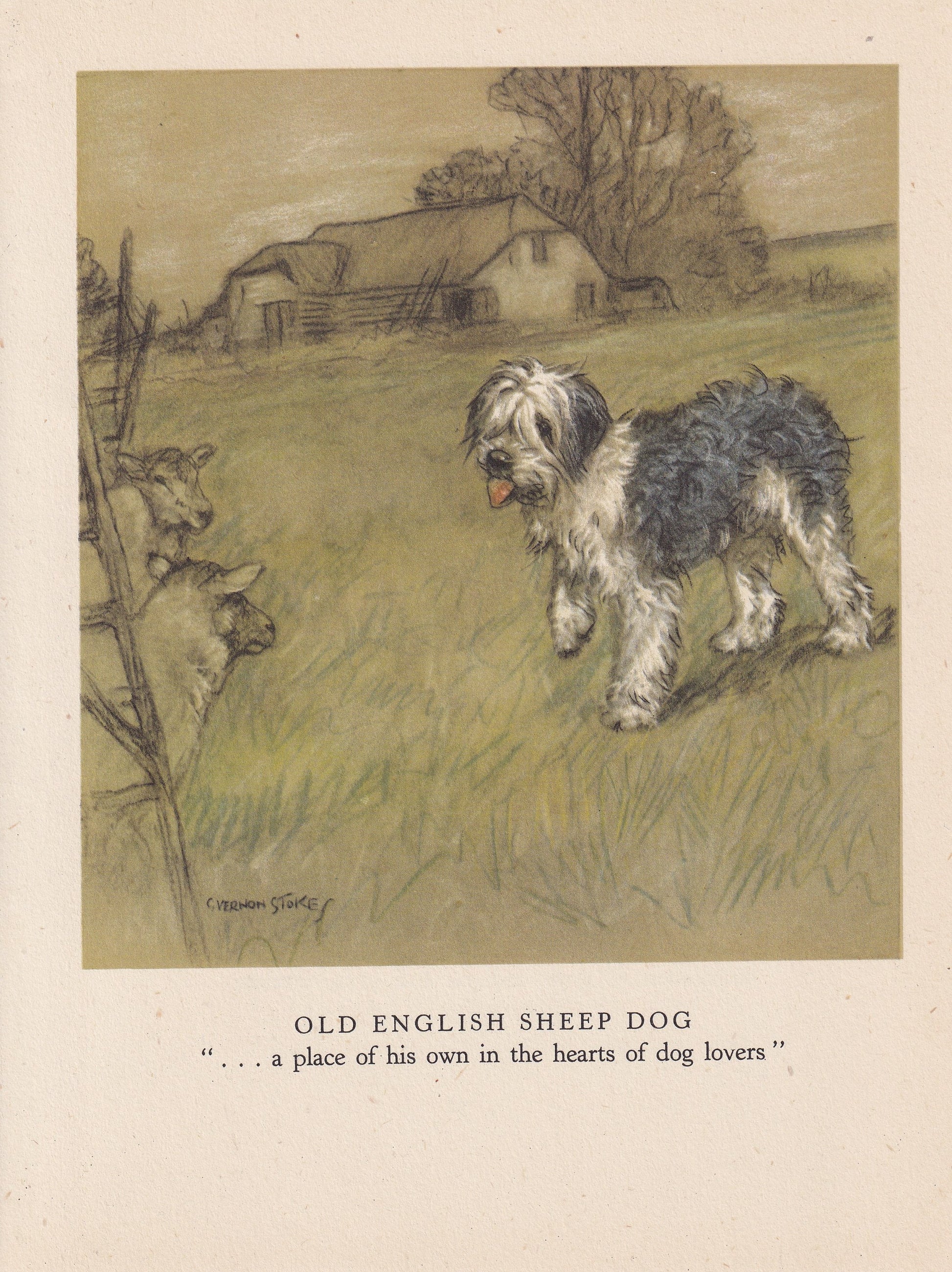 1947 OLD ENGLISH SHEEPDOG Print - Original Antique Dog Print - Vernon Stokes - Dog Wall Art - Dog Gift - 9.5 x 7.15 Inches
