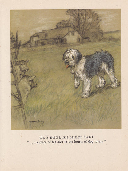 1947 OLD ENGLISH SHEEPDOG Print - Original Antique Dog Print - Vernon Stokes - Dog Wall Art - Dog Gift - 9.5 x 7.15 Inches