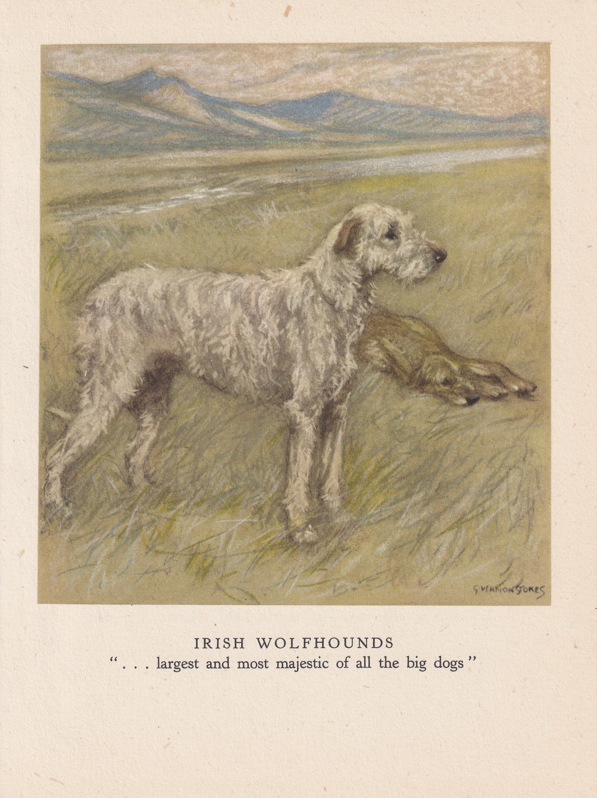 1947 IRISH WOLFHOUND DOG Print - Original Antique Dog Print - Vernon Stokes - Dog Wall Art - Dog Gift - 9.5 x 7.15 Inches