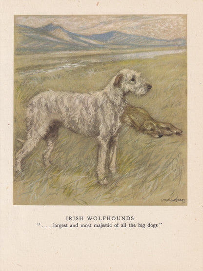 1947 IRISH WOLFHOUND DOG Print - Original Antique Dog Print - Vernon Stokes - Dog Wall Art - Dog Gift - 9.5 x 7.15 Inches