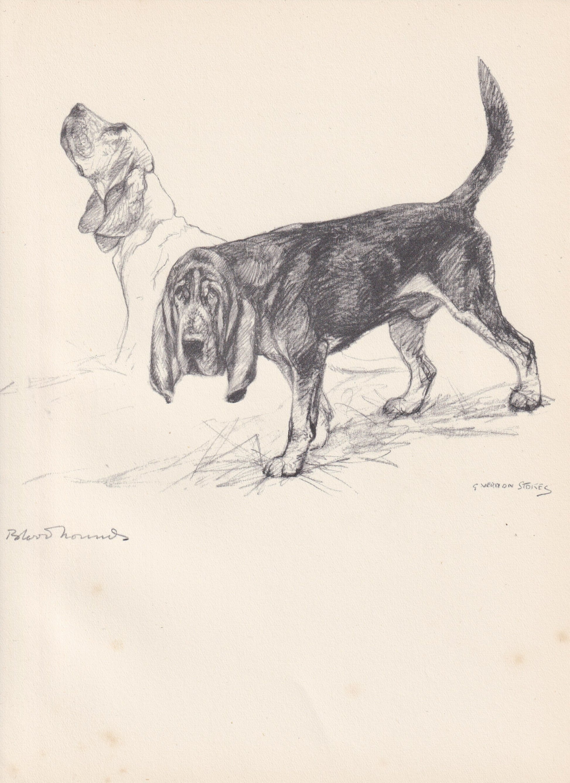 1938 BLOODHOUND DOG Print - Original Antique Dog Print - Vernon Stokes - Dog Wall Art - Dog Gift - 9.75 x 7.15 Inches