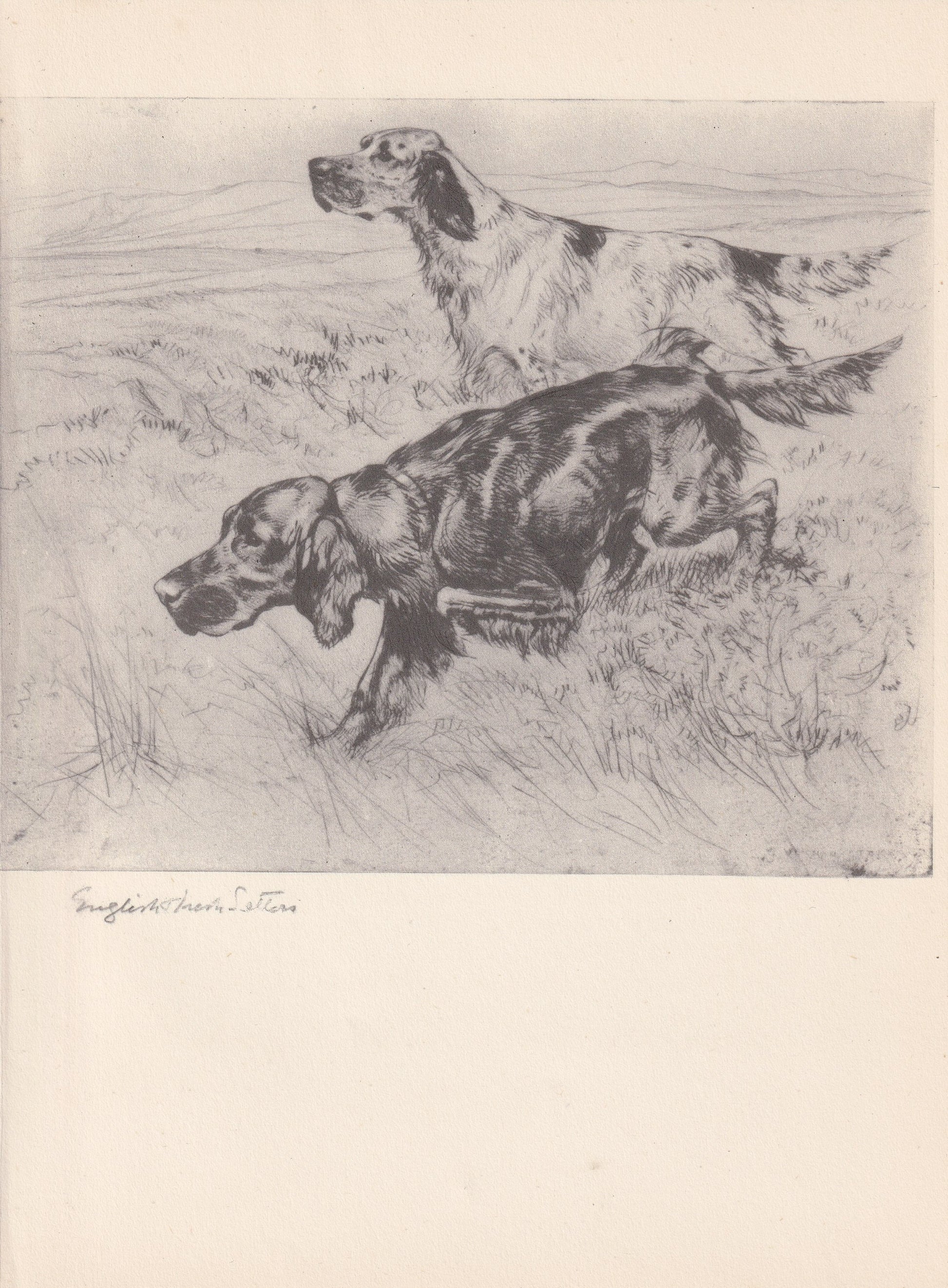 1938 ENGLISH & IRISH SETTER Print - Original Antique Dog Print - Vernon Stokes - Dog Wall Art - Dog Gift - 9.75 x 7.15 Inches