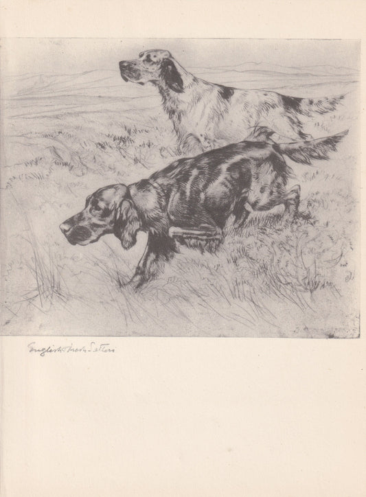 1938 ENGLISH & IRISH SETTER Print - Original Antique Dog Print - Vernon Stokes - Dog Wall Art - Dog Gift - 9.75 x 7.15 Inches