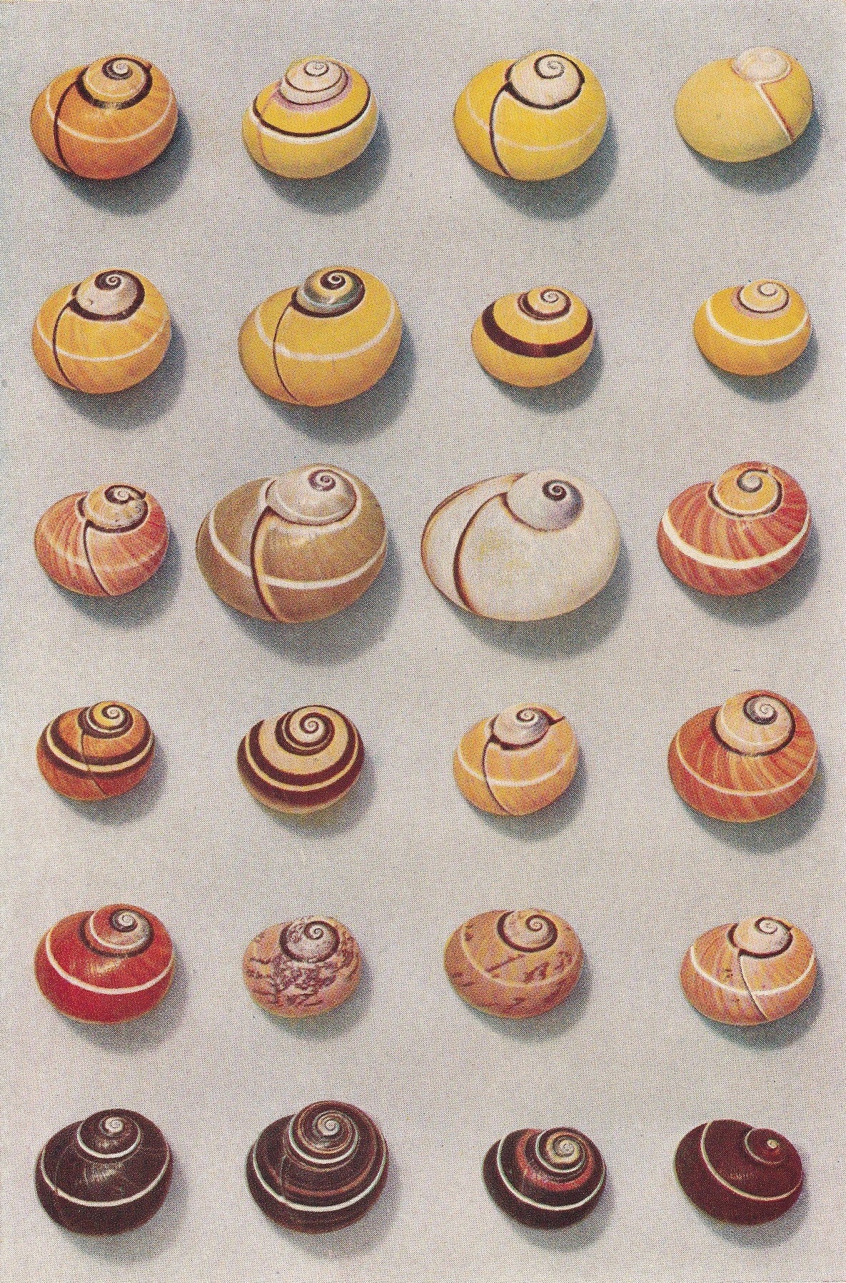 1934 SHELLS Print - Original Vintage Print - Shells Decor - Shell Wall Art - 89 Years Old - 9.15 x 6 Inches