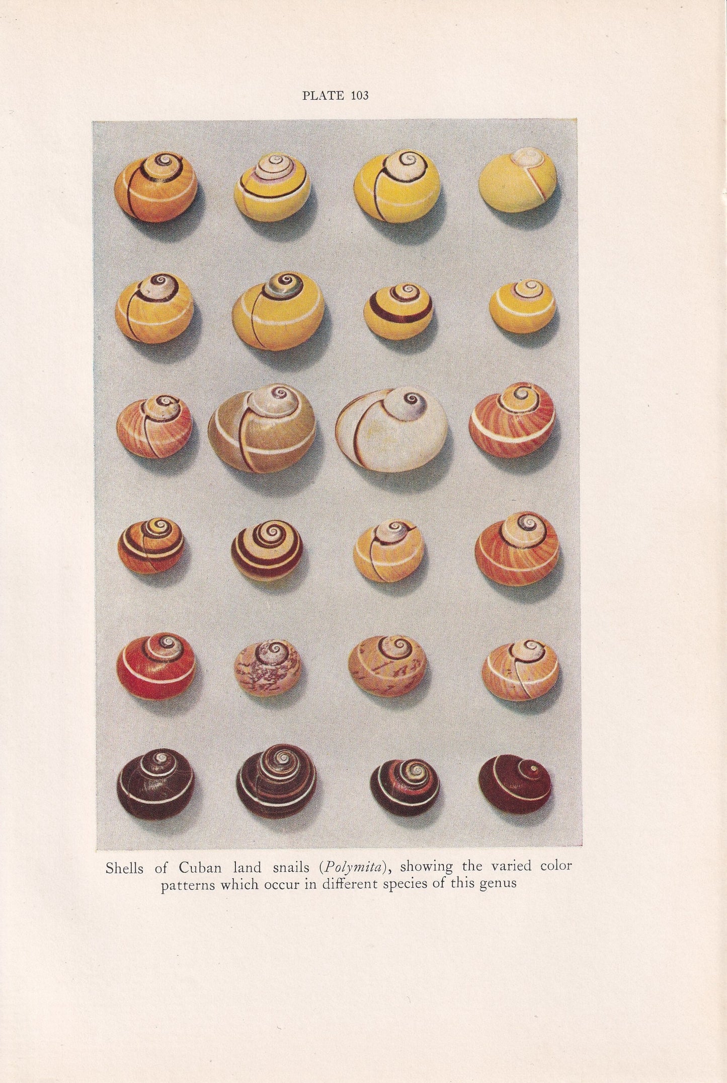 1934 SHELLS Print - Original Vintage Print - Shells Decor - Shell Wall Art - 89 Years Old - 9.15 x 6 Inches