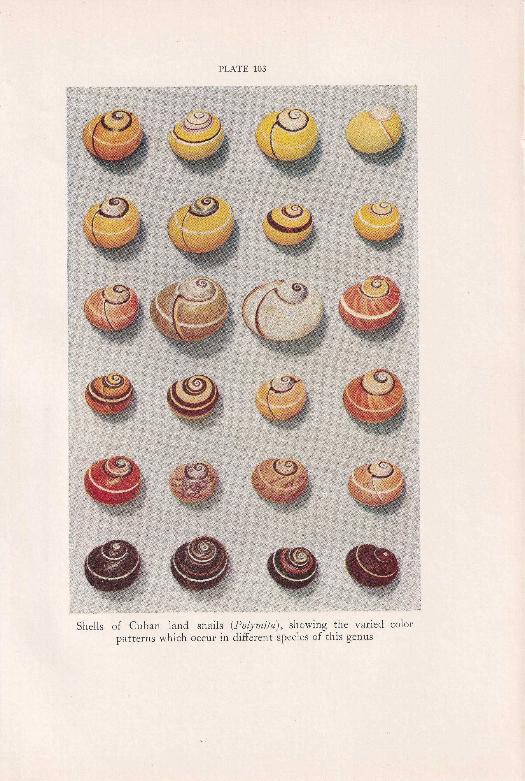 1934 SHELLS Print - Original Vintage Print - Shells Decor - Shell Wall Art - 89 Years Old - 9.15 x 6 Inches