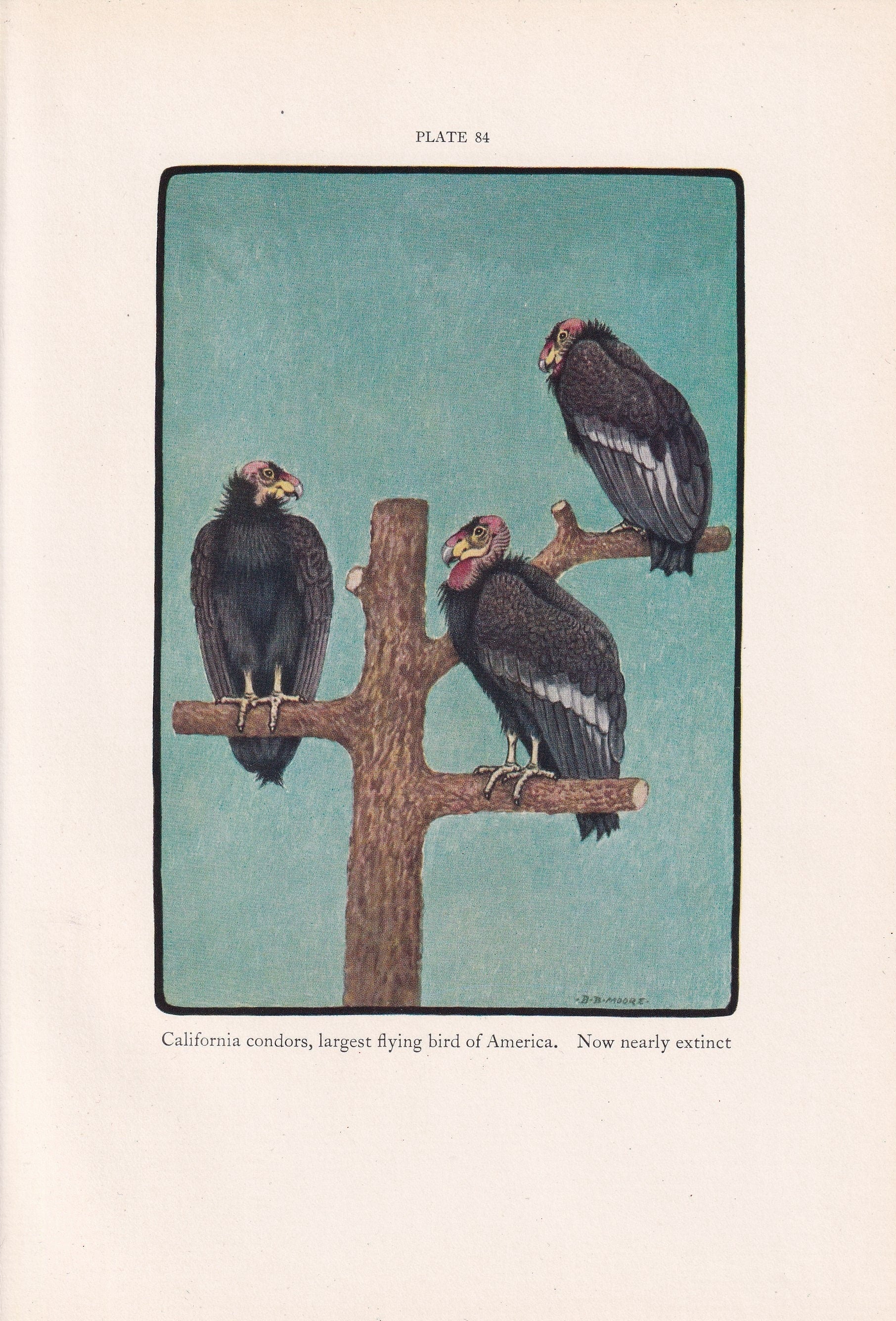 1934 VULTURES Print - California Condor - Original Vintage Print - Animal Wall Art - Vulture Wall Art - 89 Years Old - 9.15 x 6 Inches