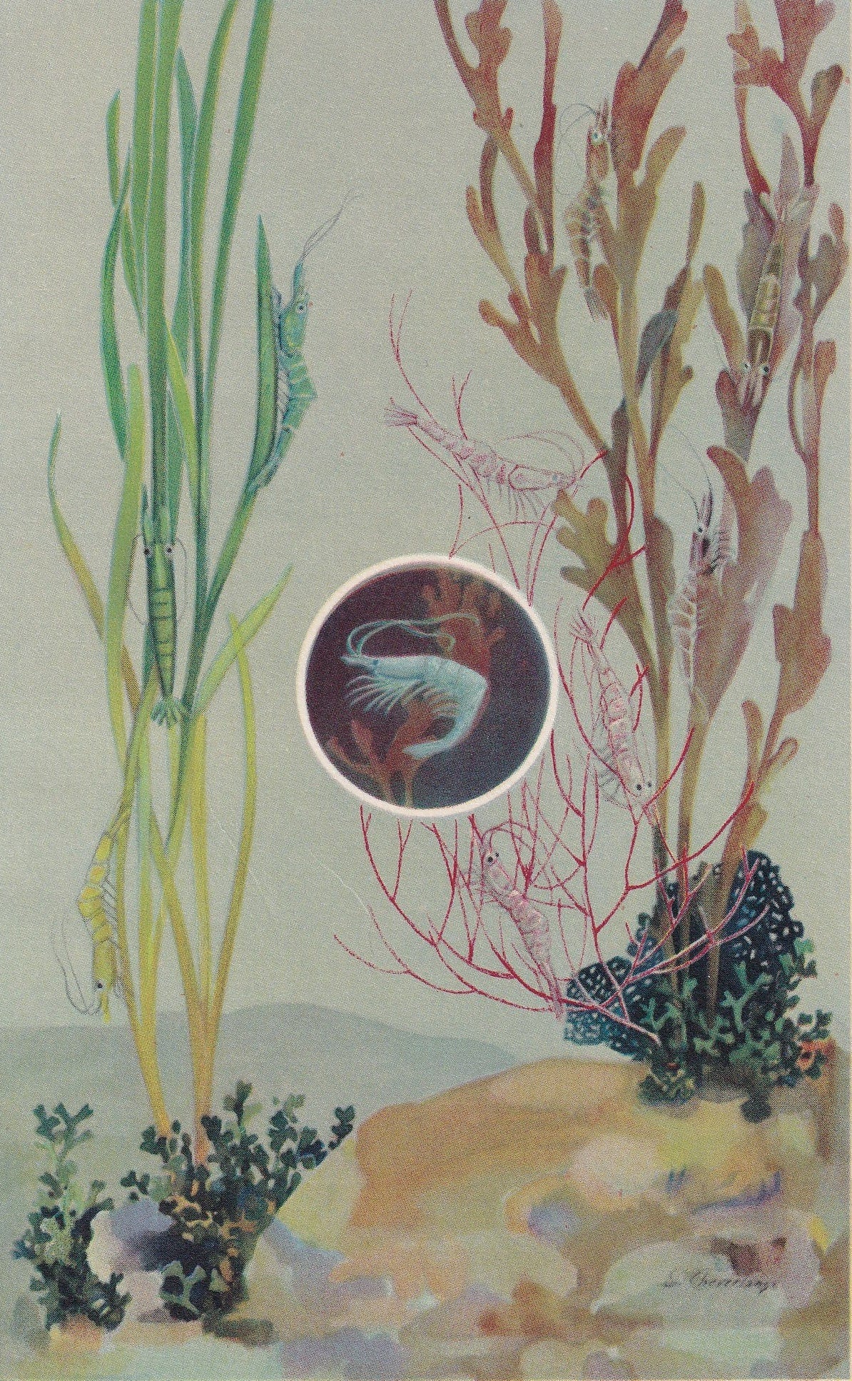 1934 PRAWN Print - Original Vintage Print - Sea Life Decor - Sea Wall Art - Prawn Art - 89 Years Old - 9.15 x 6 Inches