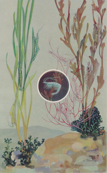 1934 PRAWN Print - Original Vintage Print - Sea Life Decor - Sea Wall Art - Prawn Art - 89 Years Old - 9.15 x 6 Inches