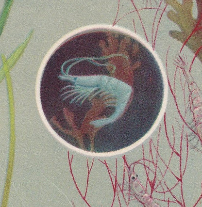 1934 PRAWN Print - Original Vintage Print - Sea Life Decor - Sea Wall Art - Prawn Art - 89 Years Old - 9.15 x 6 Inches