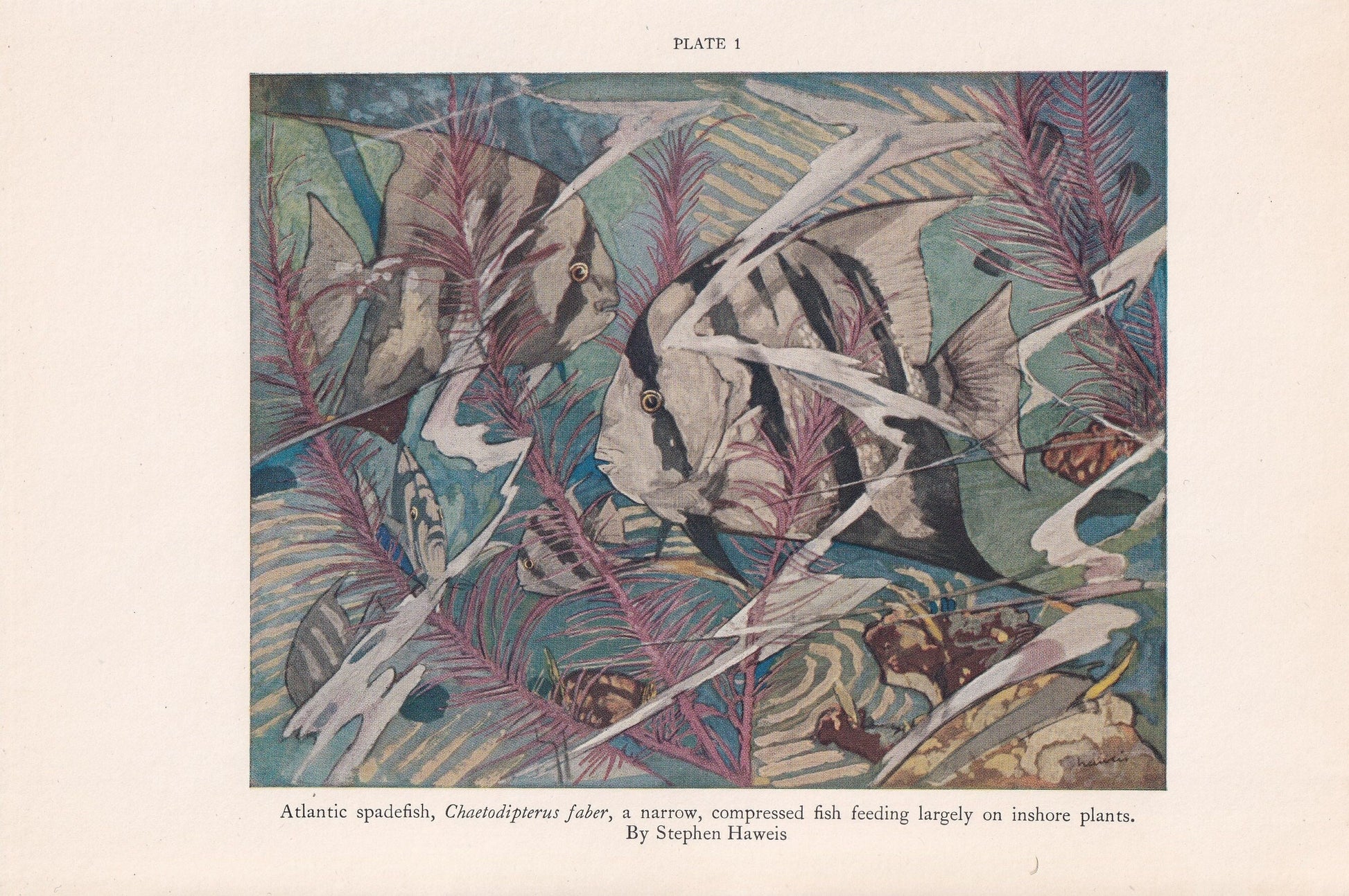 1934 ATLANTIC SPADEFISH Print - Original Vintage Print - Sea Life Decor - Sea Wall Art - Tropical Fish Art - 89 Years Old - 9