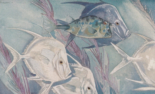 1934 TROPICAL FISH Print - Original Vintage Print - Sea Life Decor - Sea Wall Art - Tropical Fish Art - 89 Years Old - 9.15 x