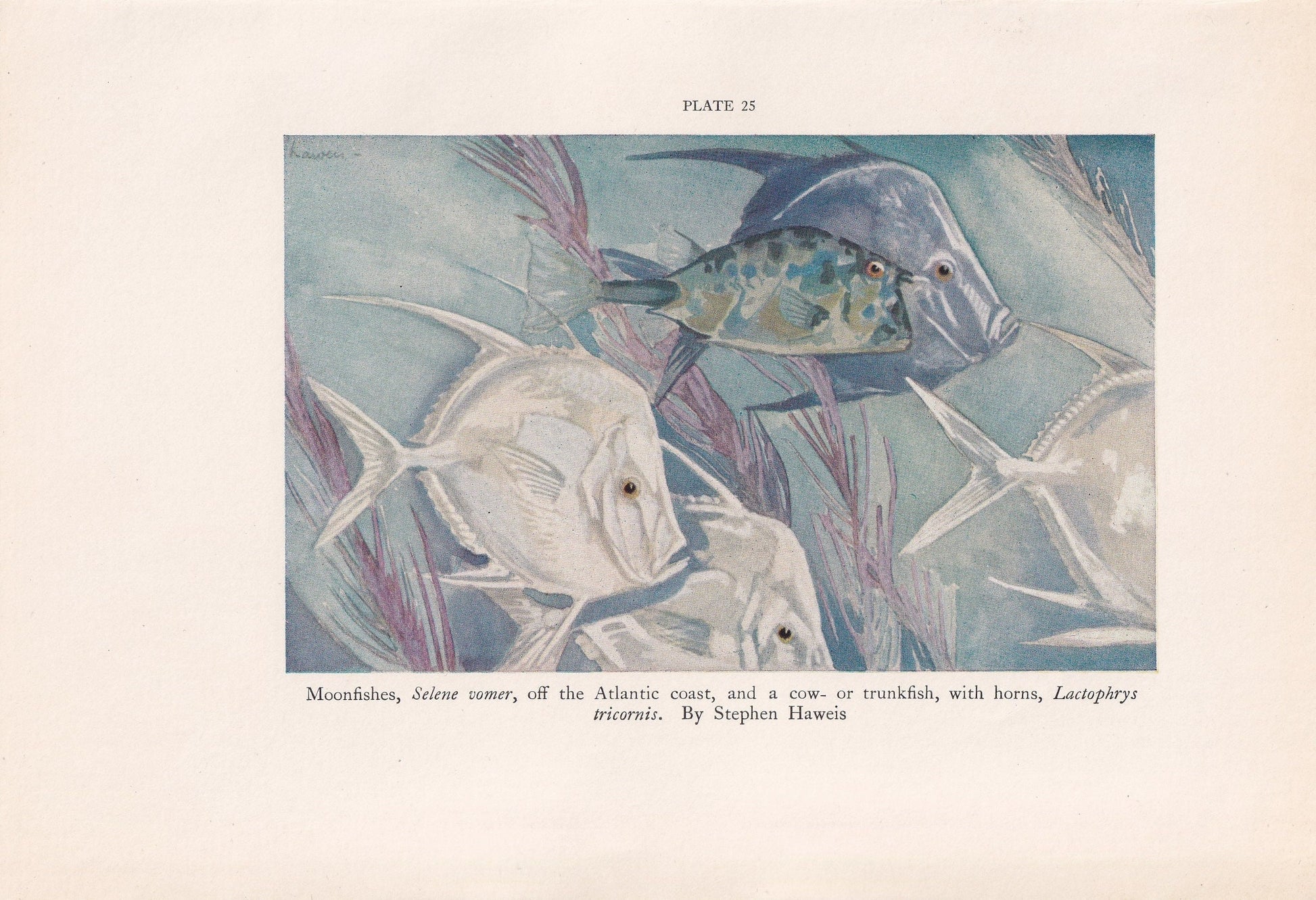 1934 TROPICAL FISH Print - Original Vintage Print - Sea Life Decor - Sea Wall Art - Tropical Fish Art - 89 Years Old - 9.15 x