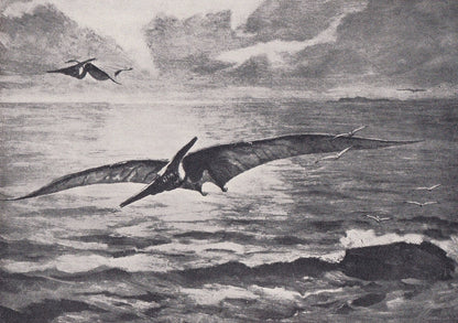1934 PTERANODON Print - Original Vintage Print - Dinosaur Wall Art - Pteranodon Wall Art - Paleoart - 89 Years Old - 9.15 x 6