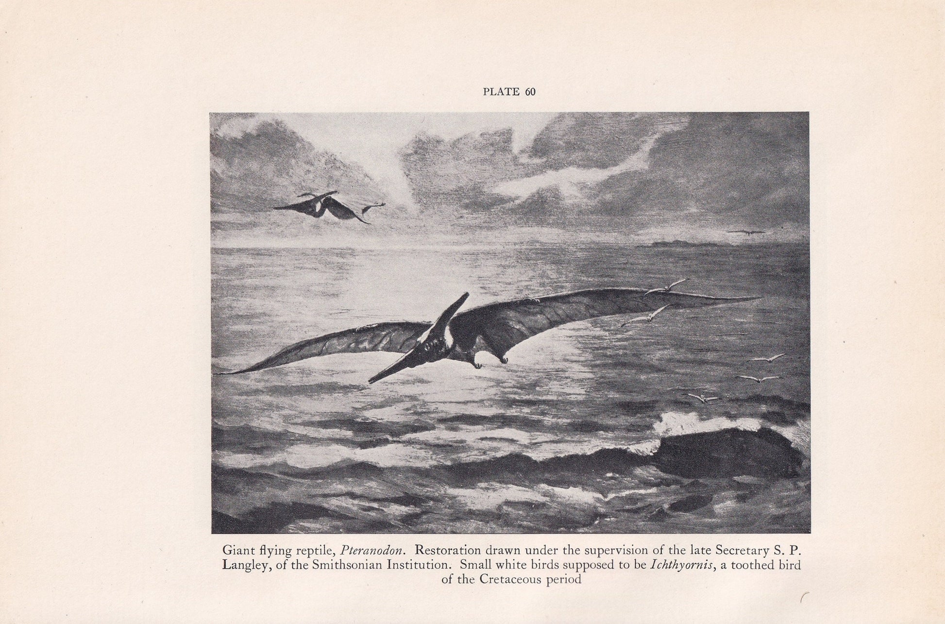 1934 PTERANODON Print - Original Vintage Print - Dinosaur Wall Art - Pteranodon Wall Art - Paleoart - 89 Years Old - 9.15 x 6