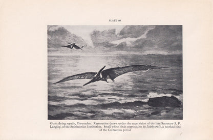 1934 PTERANODON Print - Original Vintage Print - Dinosaur Wall Art - Pteranodon Wall Art - Paleoart - 89 Years Old - 9.15 x 6