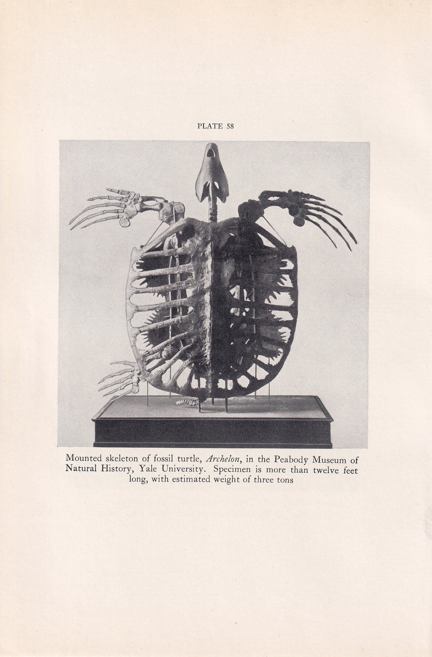 1934 SEA TURTLE SKELETON Print - Original Vintage Print - Turtle Wall Art - Reptile Print - Turtle Decor - 89 Years Old - 9.15 x 6 Inches