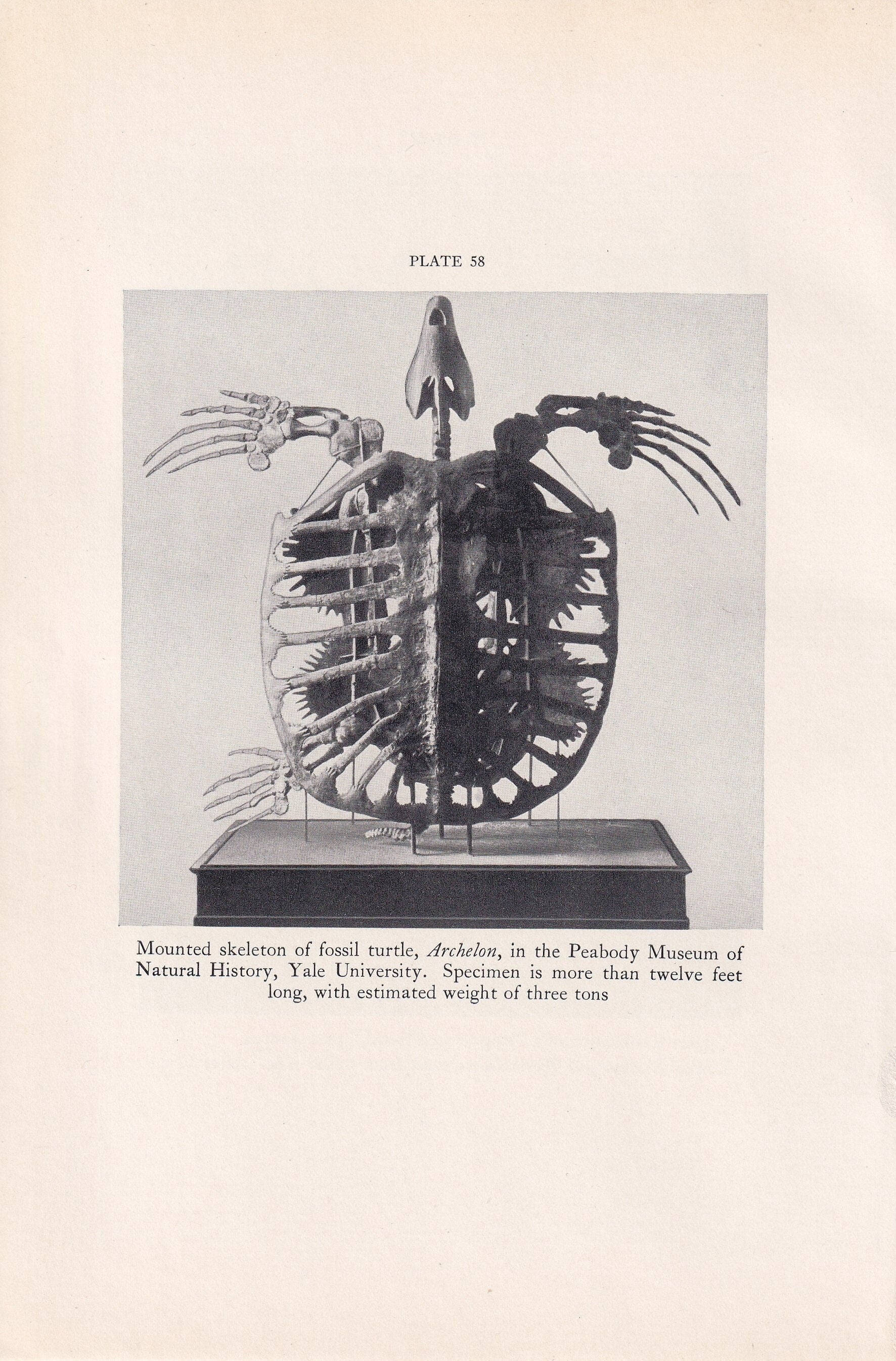 1934 SEA TURTLE SKELETON Print - Original Vintage Print - Turtle Wall Art - Reptile Print - Turtle Decor - 89 Years Old - 9.15 x 6 Inches