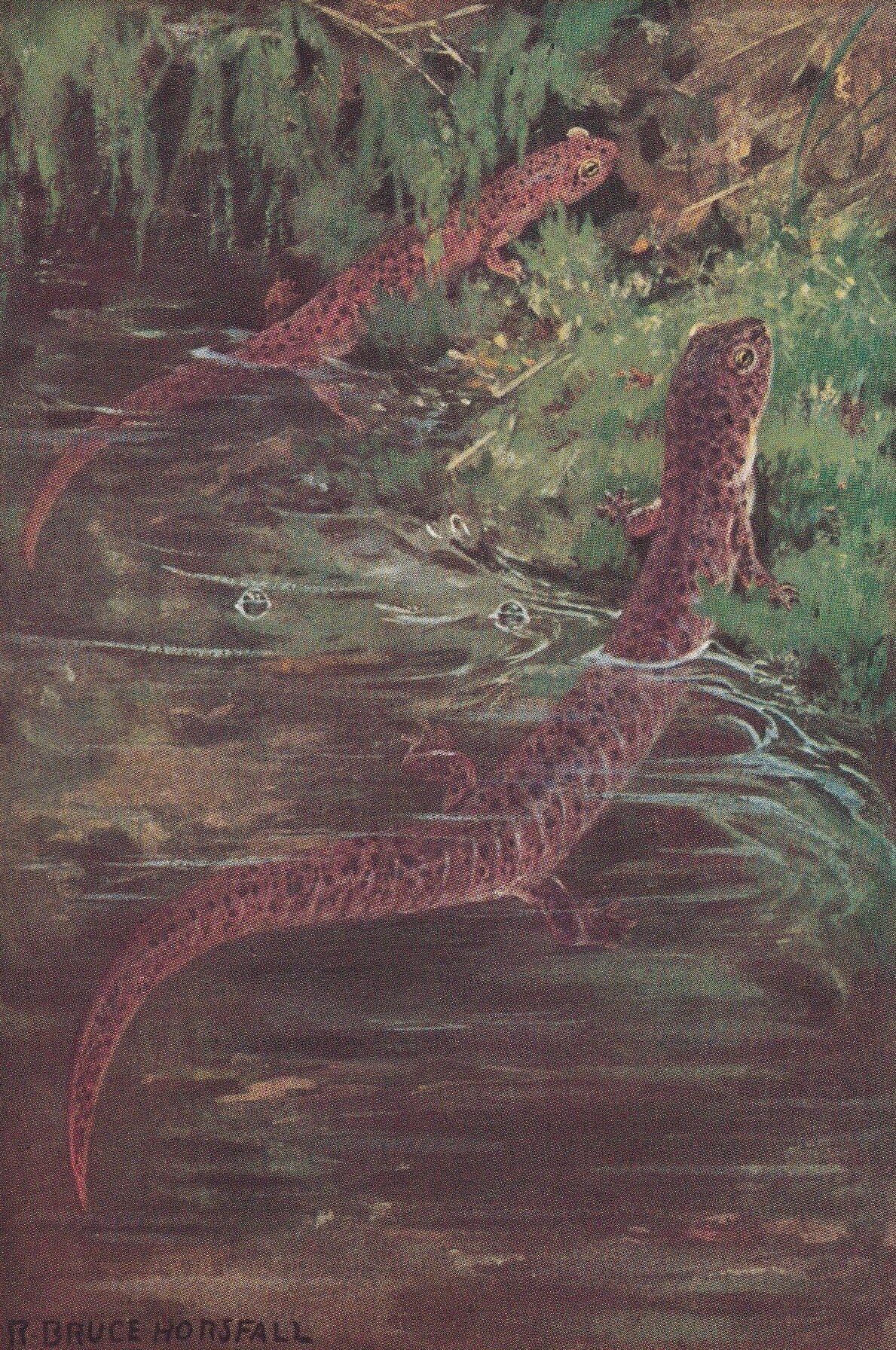 1934 SALAMANDER Print - Original Vintage Print - Salamander Wall Art - Lizard Print - Lizard Decor - 89 Years Old - 9.15 x 6 