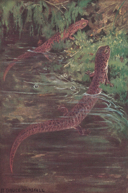 1934 SALAMANDER Print - Original Vintage Print - Salamander Wall Art - Lizard Print - Lizard Decor - 89 Years Old - 9.15 x 6 