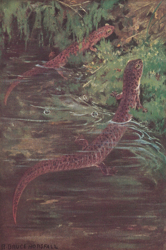 1934 SALAMANDER Print - Original Vintage Print - Salamander Wall Art - Lizard Print - Lizard Decor - 89 Years Old - 9.15 x 6 