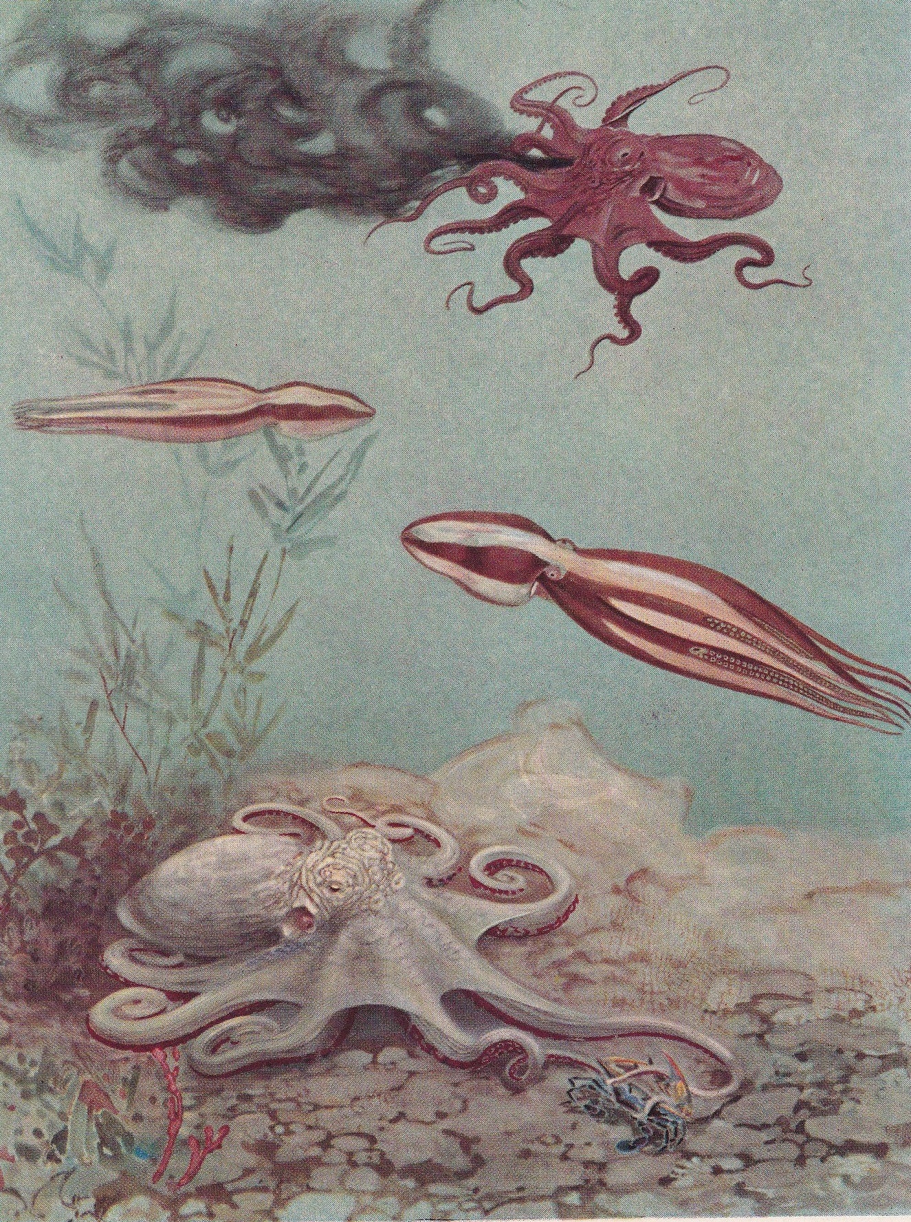 1934 OCTOPUS Print - Original Vintage Print - Sea Life - Octopus Art - Sea Wall Art - Octopus Wall Art - 89 Years Old - 9.15 