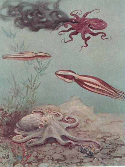 1934 OCTOPUS Print - Original Vintage Print - Sea Life - Octopus Art - Sea Wall Art - Octopus Wall Art - 89 Years Old - 9.15 