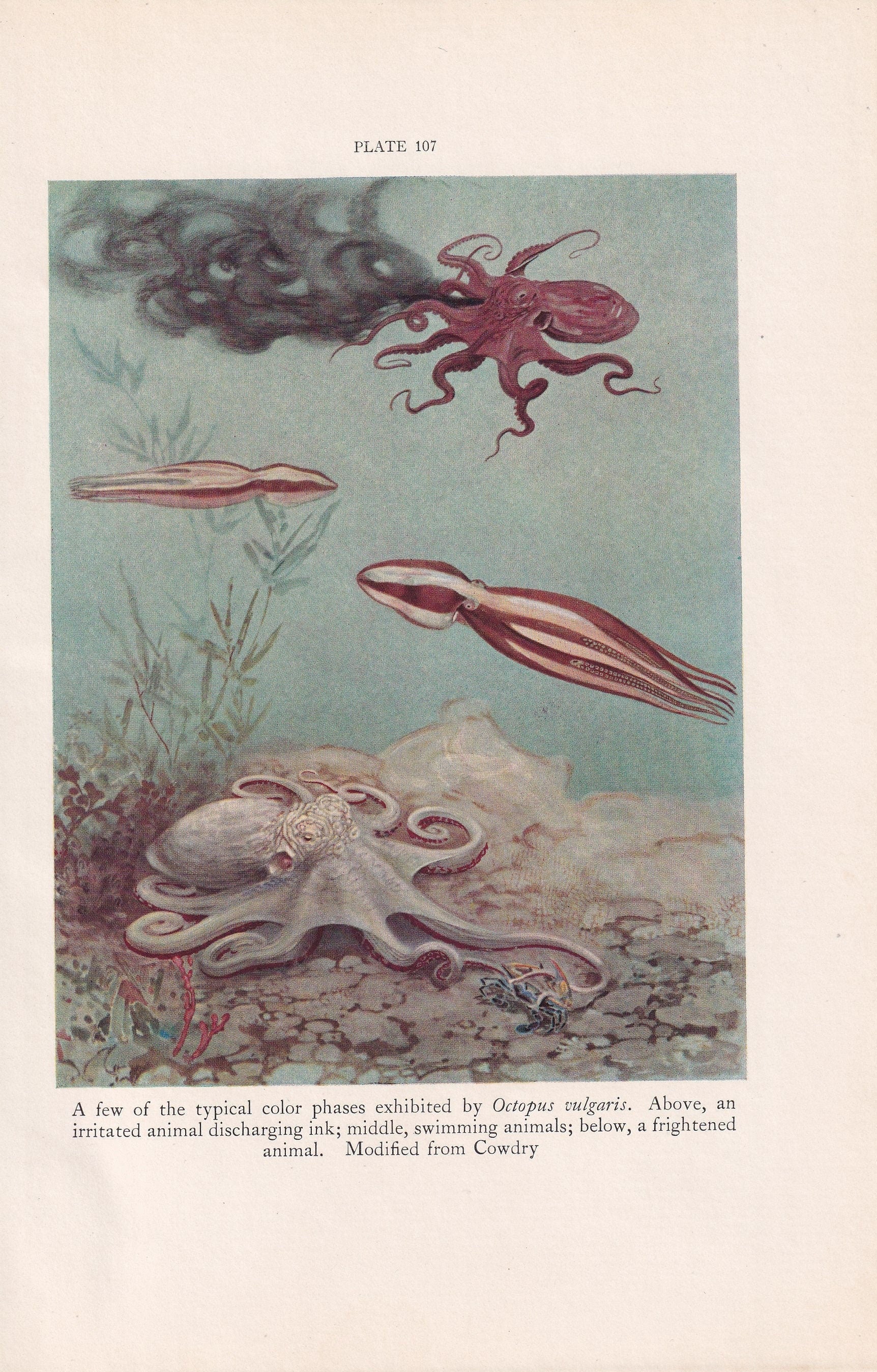 1934 OCTOPUS Print - Original Vintage Print - Sea Life - Octopus Art - Sea Wall Art - Octopus Wall Art - 89 Years Old - 9.15 