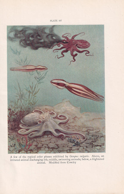 1934 OCTOPUS Print - Original Vintage Print - Sea Life - Octopus Art - Sea Wall Art - Octopus Wall Art - 89 Years Old - 9.15 