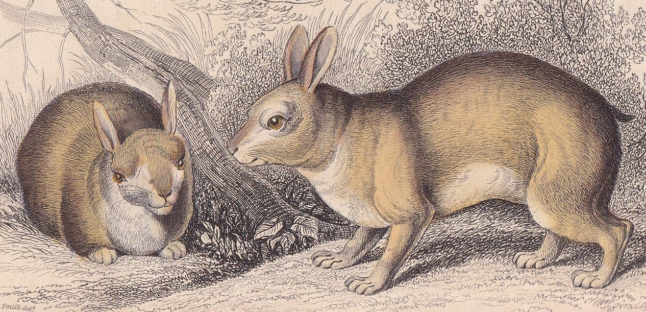 1843 TAPETI Print - Tapeti Wall Art - Original Antique Tapetic Print - Rabbit Print - Rabbit Wall Art - 181 Years Old - 4.15 x 6.7 Inches