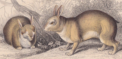 1843 TAPETI Print - Tapeti Wall Art - Original Antique Tapetic Print - Rabbit Print - Rabbit Wall Art - 181 Years Old - 4.15 x 6.7 Inches