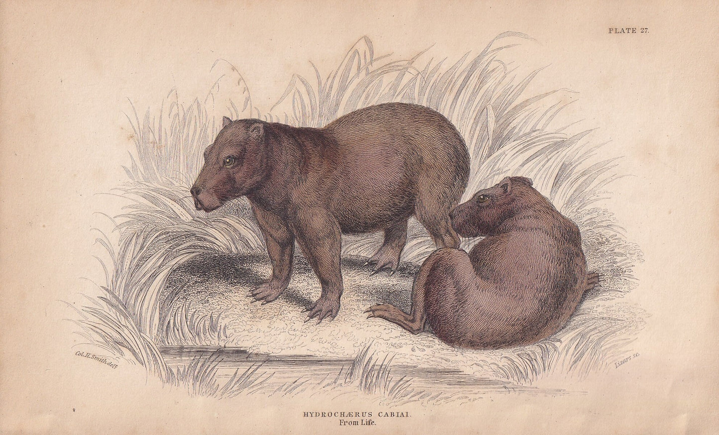 1843 CAPYBARA Print - Capybara Wall Art - Original Antique Capybara Print - Capybara Lithograph - 181 Years Old - 4.15 x 6.7 Inches