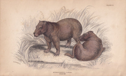 1843 CAPYBARA Print - Capybara Wall Art - Original Antique Capybara Print - Capybara Lithograph - 181 Years Old - 4.15 x 6.7 Inches