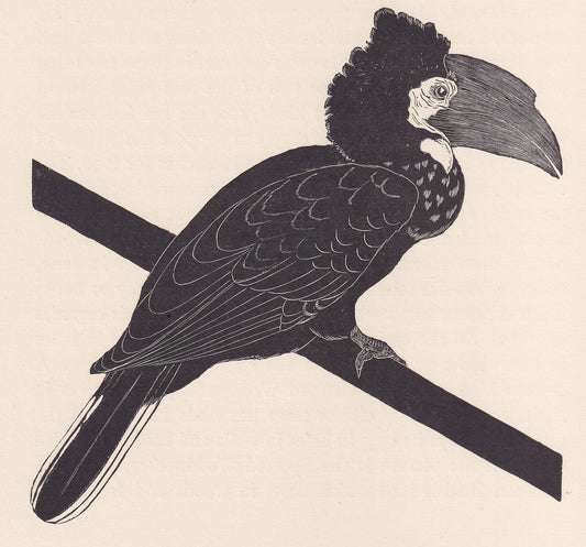 1929 HORNBILL Print Wood Engraving - Hornbill Wall Art - Animal Wood Engraving - Antique Animal Print - 95 Years Old - 7.25 x
