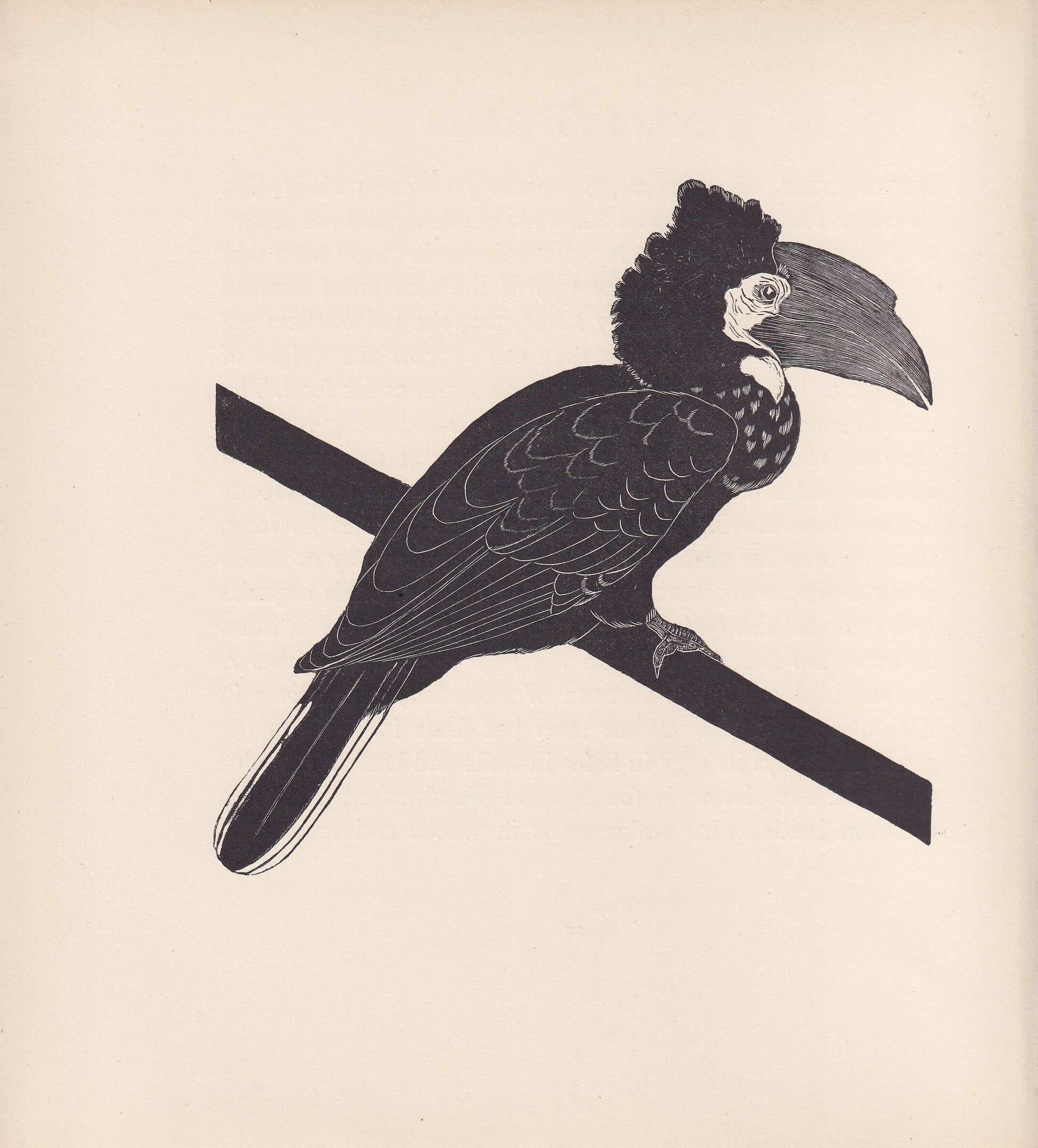 1929 HORNBILL Print Wood Engraving - Hornbill Wall Art - Animal Wood Engraving - Antique Animal Print - 95 Years Old - 7.25 x