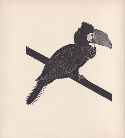 1929 HORNBILL Print Wood Engraving - Hornbill Wall Art - Animal Wood Engraving - Antique Animal Print - 95 Years Old - 7.25 x