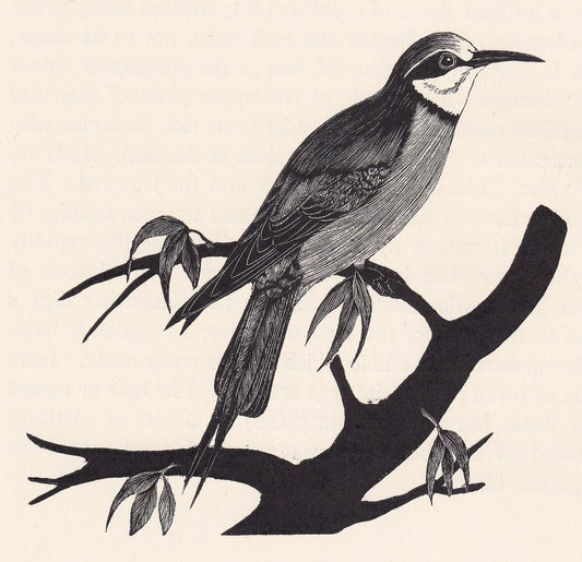 1929 BEE-EATER Print Wood Engraving - Bird Wall Art - Animal Wood Engraving - Antique Animal Print - 95 Years Old - 7.25 x 8 