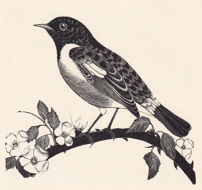 1929 STONECHAT Print Wood Engraving - Bird Wall Art - Animal Wood Engraving - Antique Animal Print - 95 Years Old - 7.25 x 8 