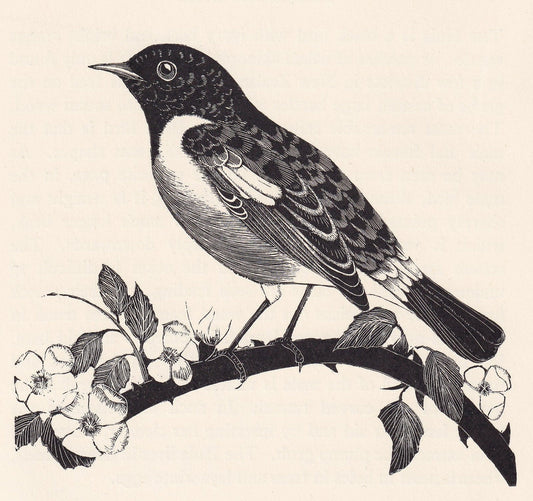 1929 STONECHAT Print Wood Engraving - Bird Wall Art - Animal Wood Engraving - Antique Animal Print - 95 Years Old - 7.25 x 8 