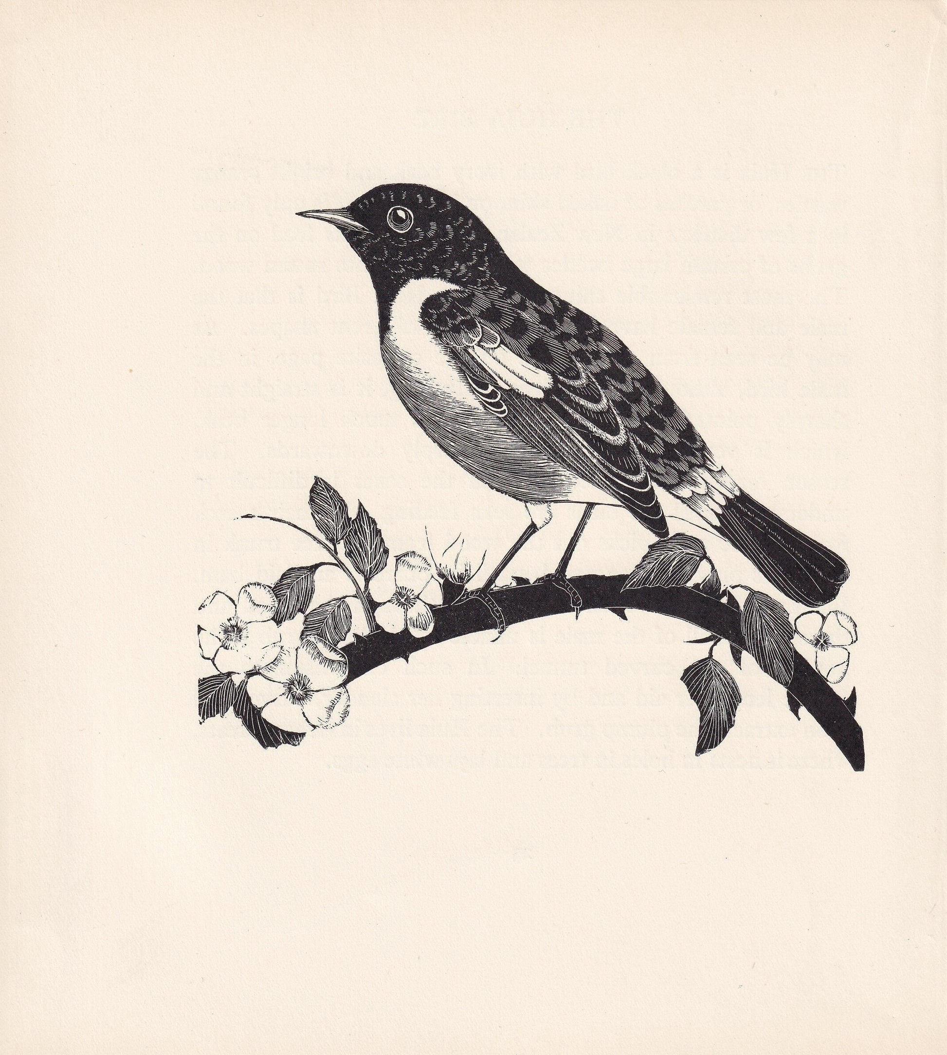 1929 STONECHAT Print Wood Engraving - Bird Wall Art - Animal Wood Engraving - Antique Animal Print - 95 Years Old - 7.25 x 8 