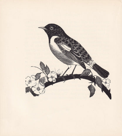 1929 STONECHAT Print Wood Engraving - Bird Wall Art - Animal Wood Engraving - Antique Animal Print - 95 Years Old - 7.25 x 8 